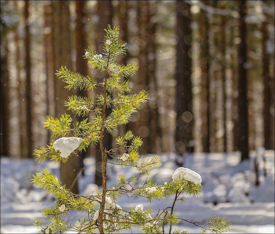 , Бурлов Андрей