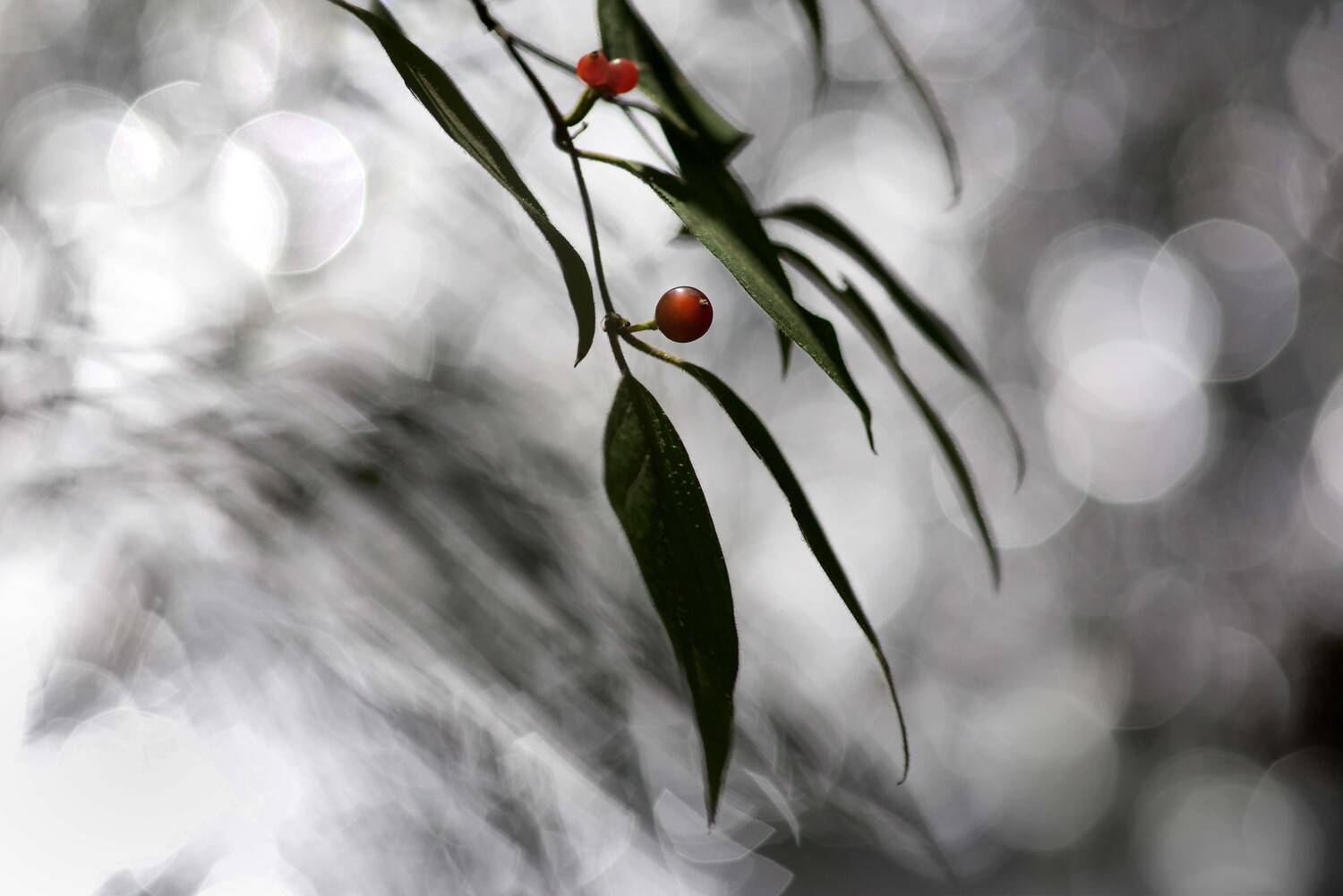 , Андрей Степанов