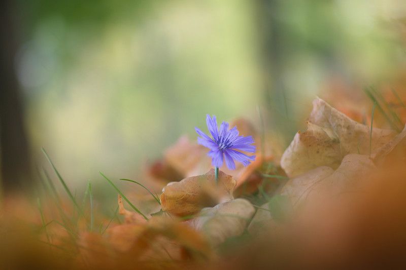 Выживший фото превью