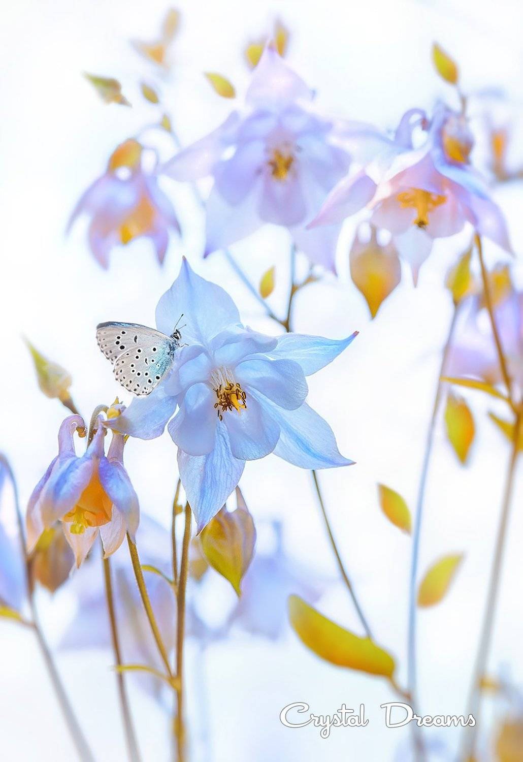 nature, crystal dreams, color, spring, butterfly, flowers, Татьяна Крылова