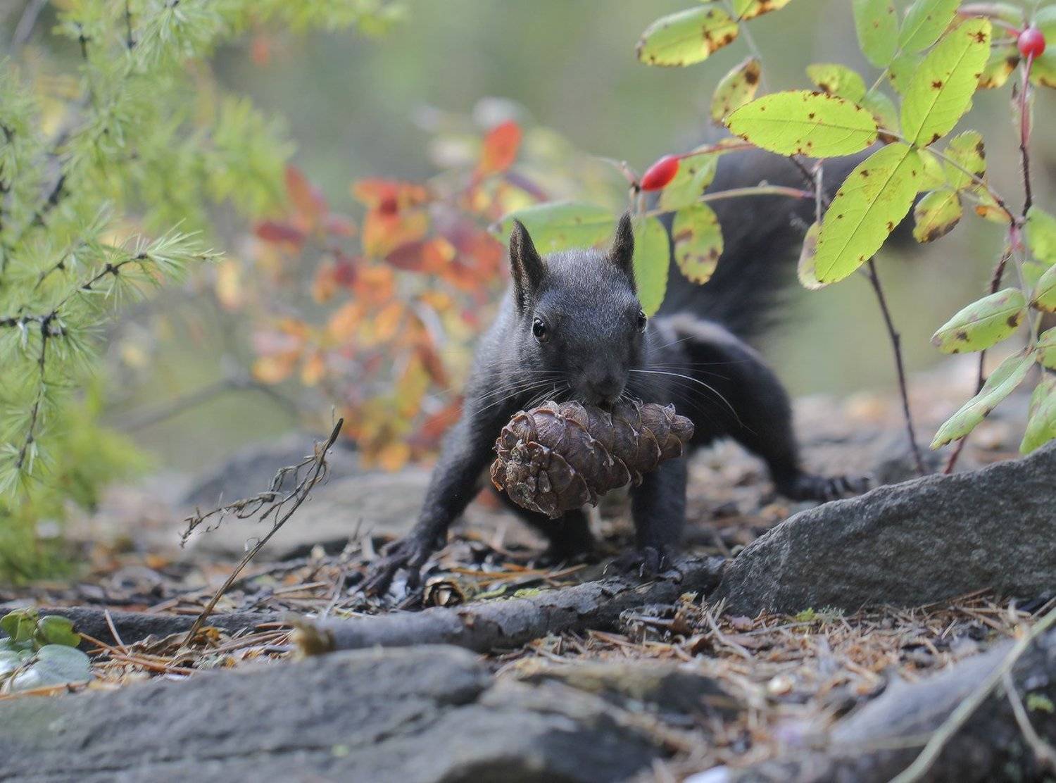 белка, якутия, Евгения Левина