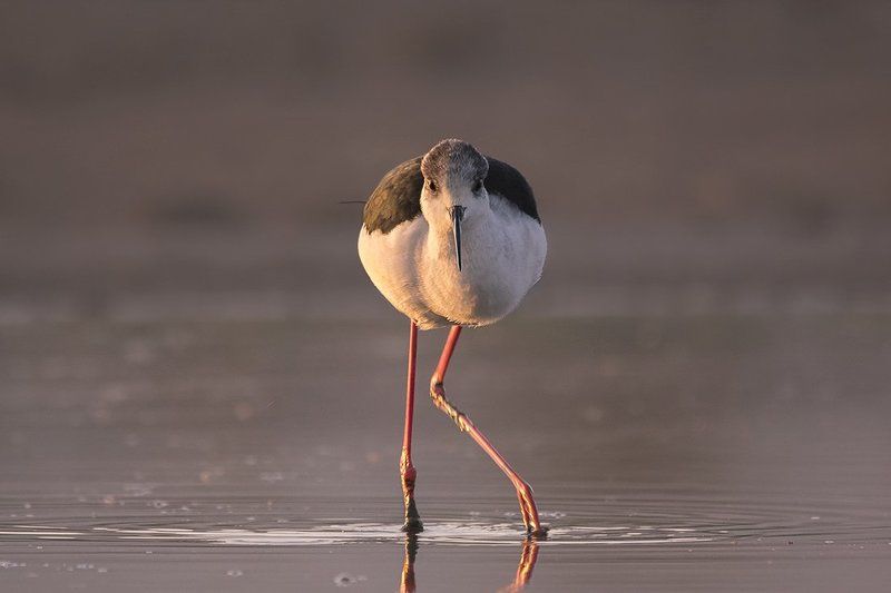 Ходулочник на рассвете фото превью
