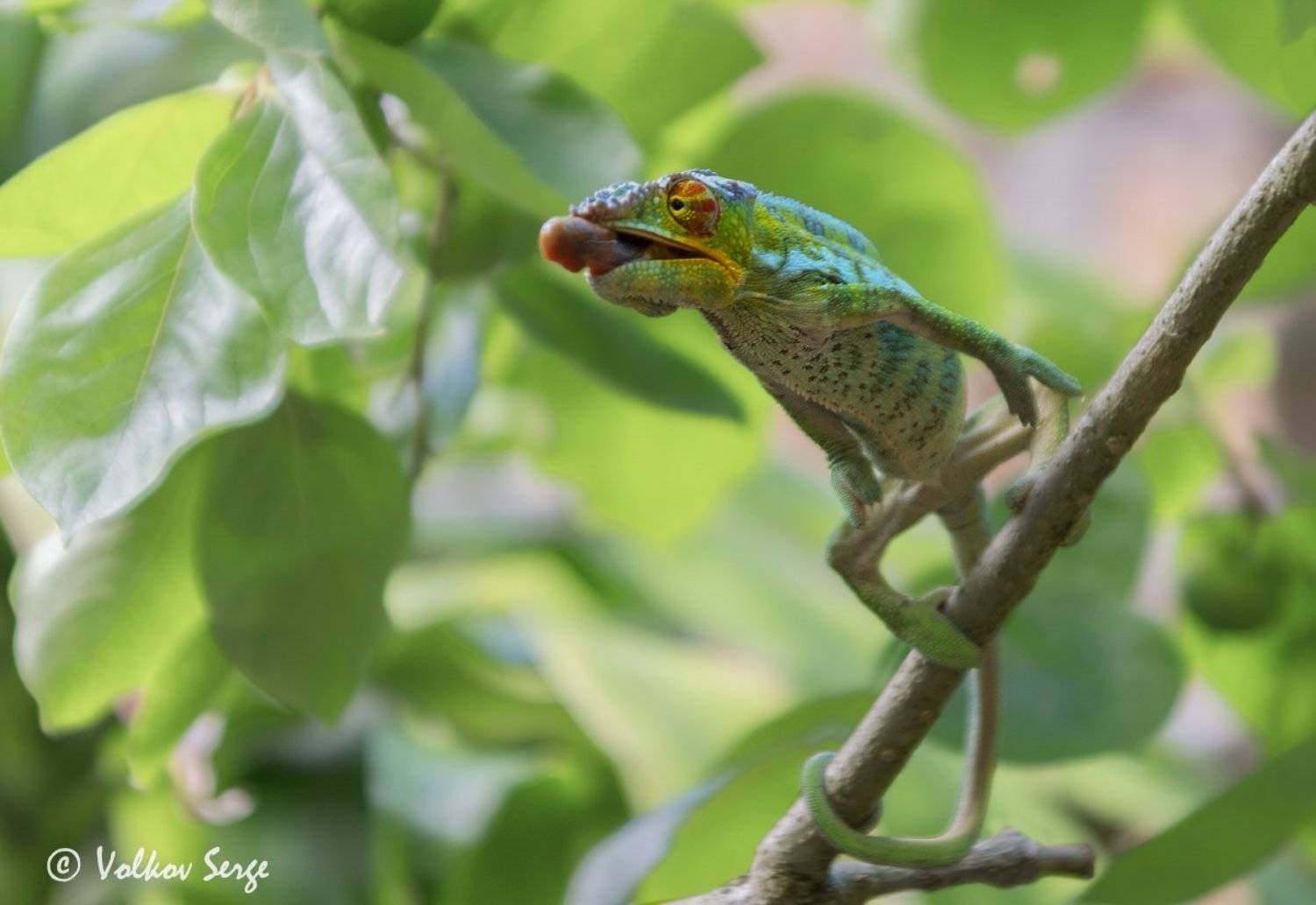 хамелеон, мадагаскар, дикие животные, дикая природа, Сергей Волков