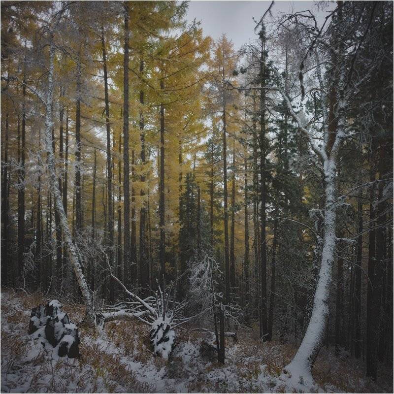 , Кроль-Илюков Илья