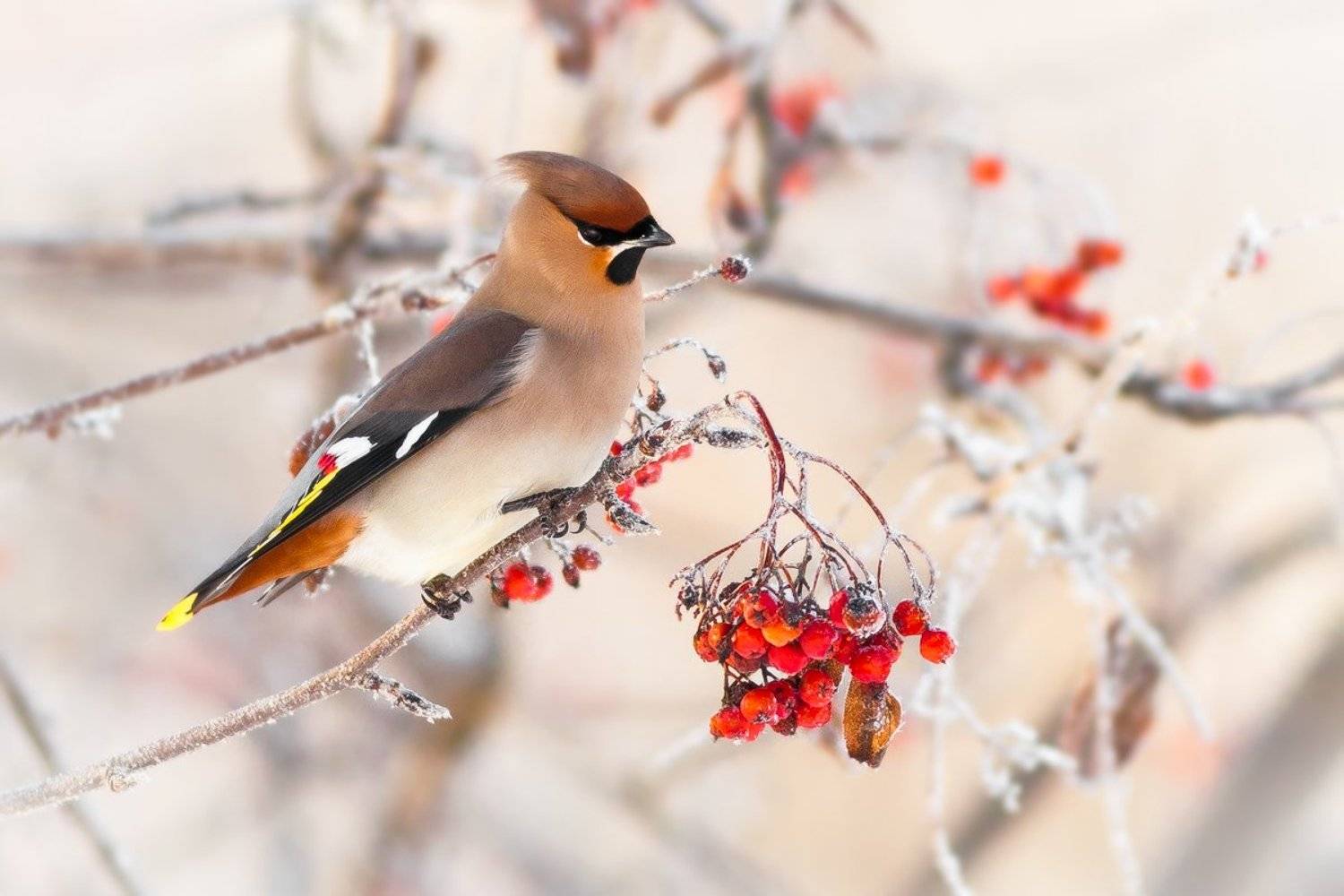 waxwing, Bombycilla garrulus, bird, winter, Kharkiv, Emyan