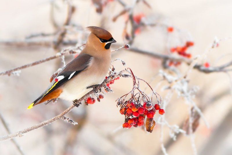 waxwing, Bombycilla garrulus, bird, winter, Kharkiv Зимний свиристель фото превью