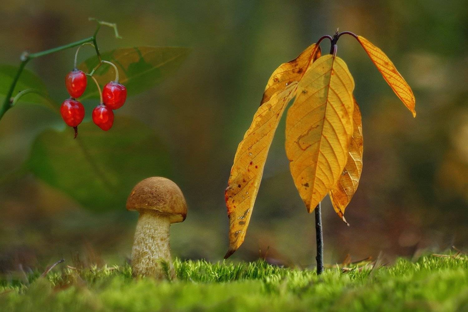 грибы, природа, гелиос, Александр Гвоздь