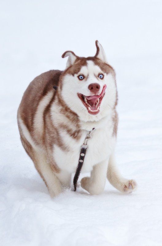 Животные, Собака, Собаки, Хаски Я свободен..! фото превью