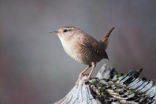Eurasian wren