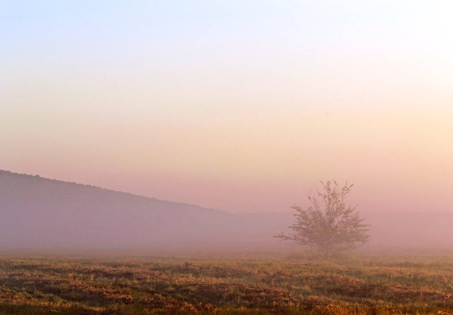 утро, туман, покосы, Антон