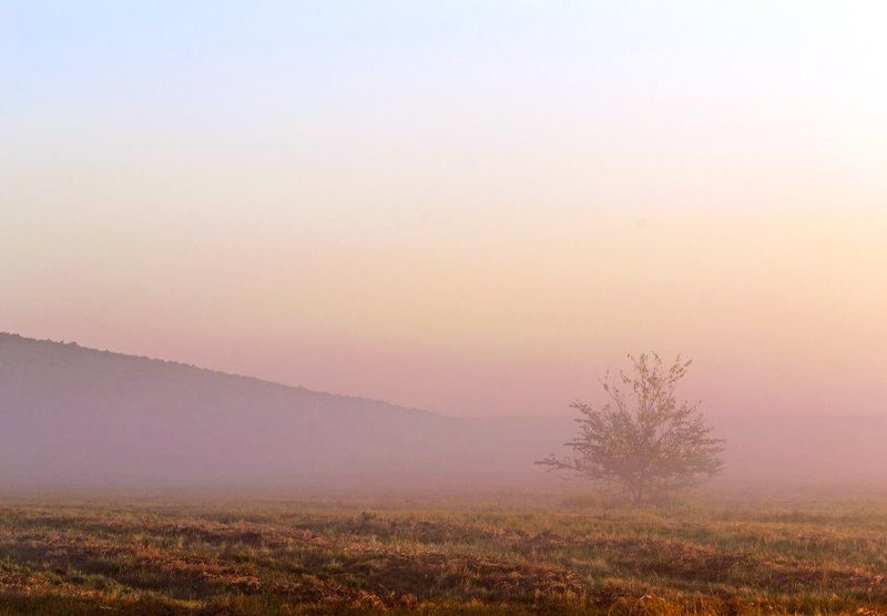 утро, туман, покосы *** фото превью