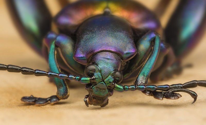 ЖУЧАРА! фото превью