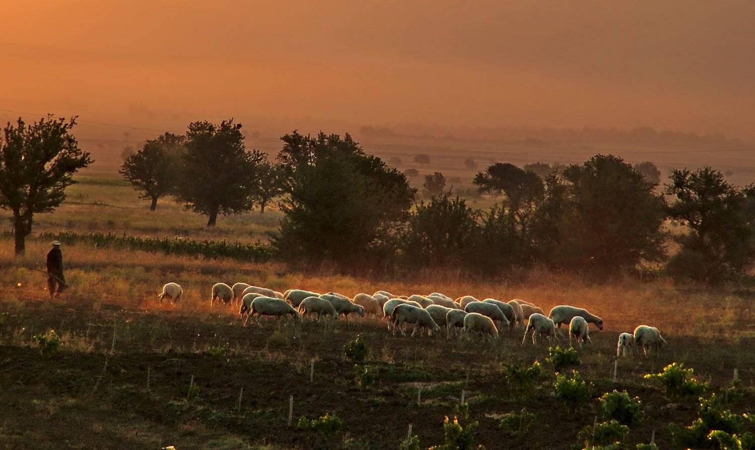 dicle batman,s&uuml;r&uuml;,landscape,animal, ORHAN K&Ouml;SE