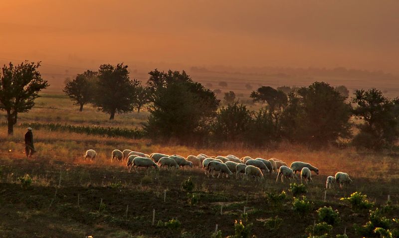 dicle batman,sürü,landscape,animal morning фото превью
