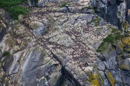 Скала из птиц