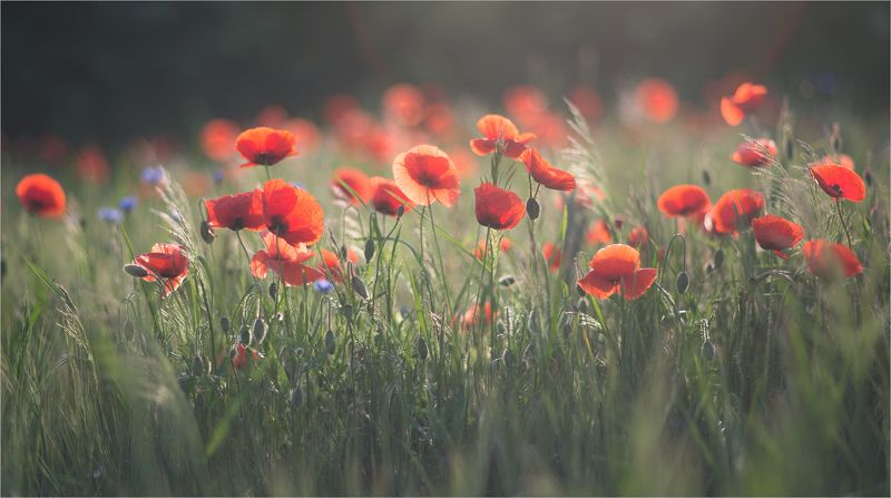 летний сон... фото превью