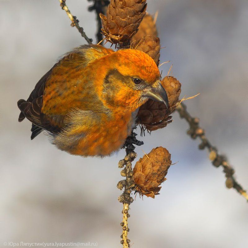 клёст, Crossbill. фото превью