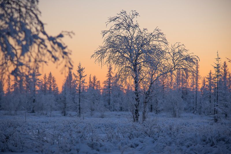 пейзаж, зима, закат, береза Сумерки. фото превью