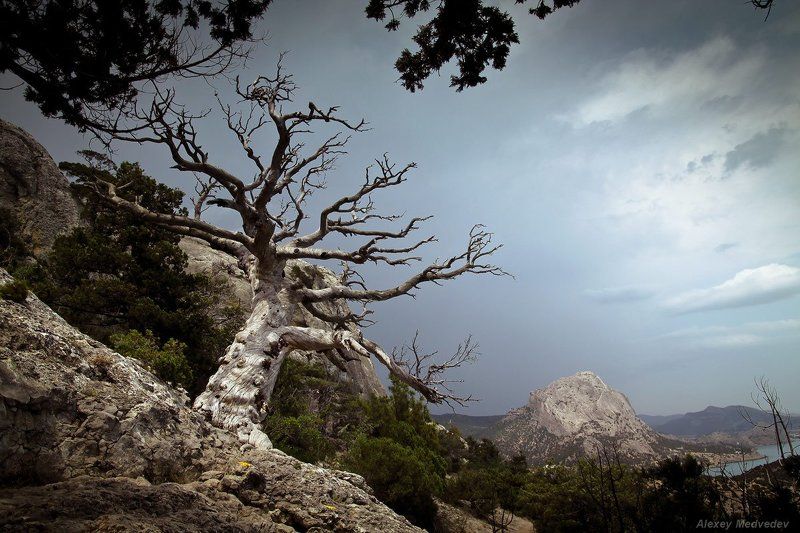Новый свет, Крым, дерево, горы, скалы,  *** фото превью