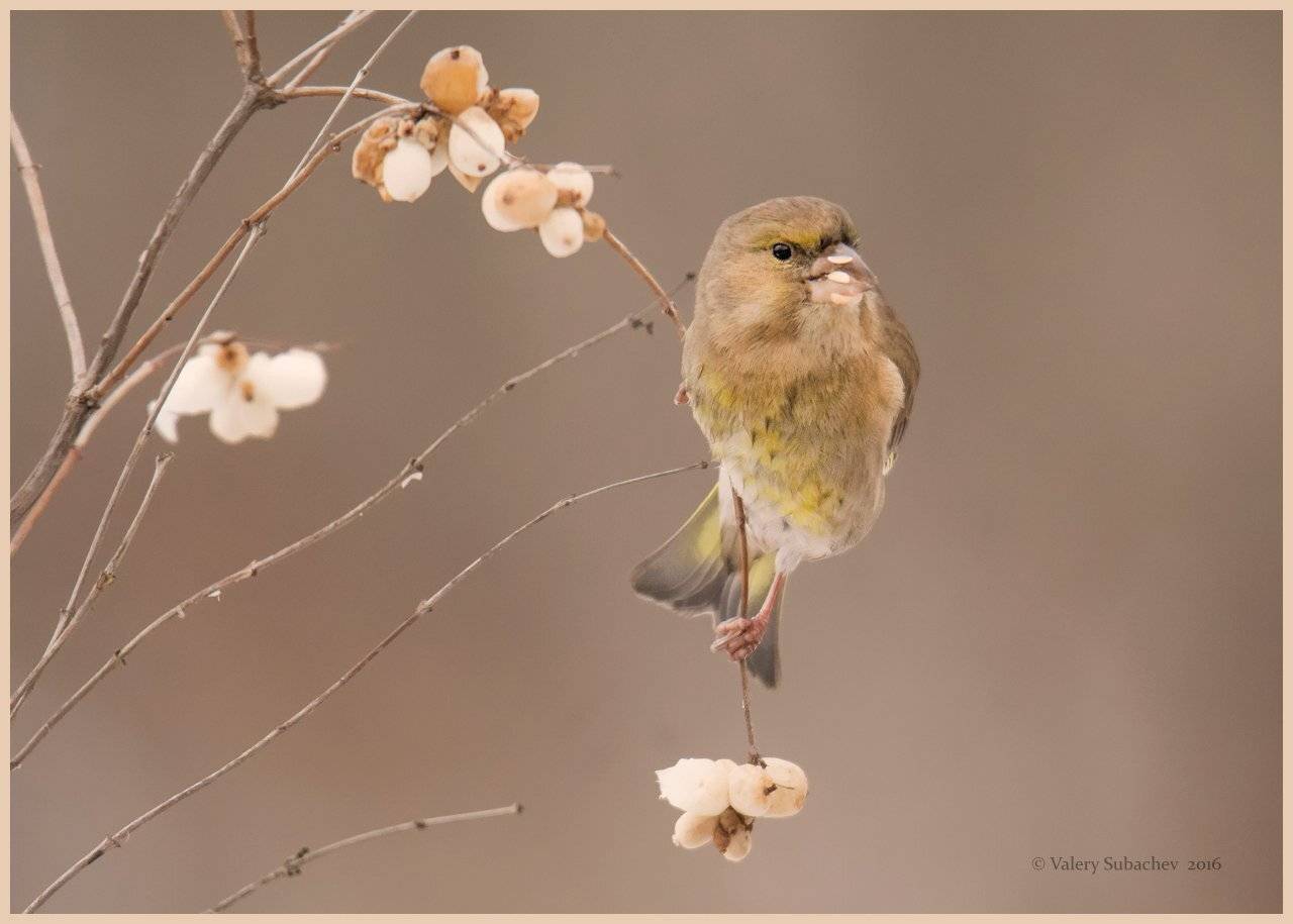 , Валерий Субачев