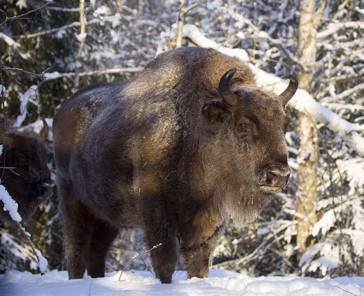 , Иваненко Светлана