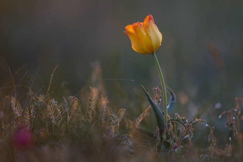 степной тюльпан фото превью