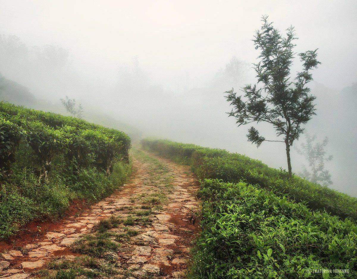 , Екатерина Ионенко