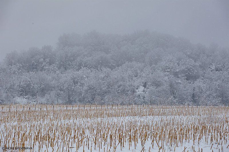 Archil Gegenava фото превью