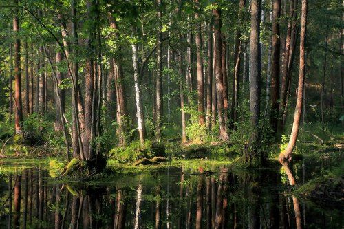 В вечернем свете