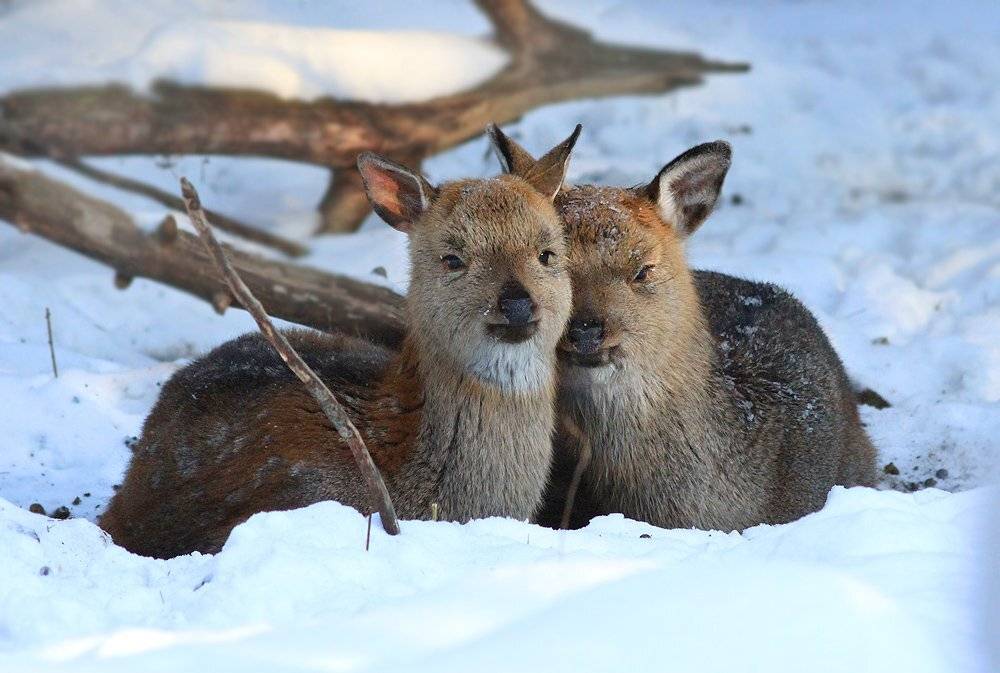 , Михаил Крюков