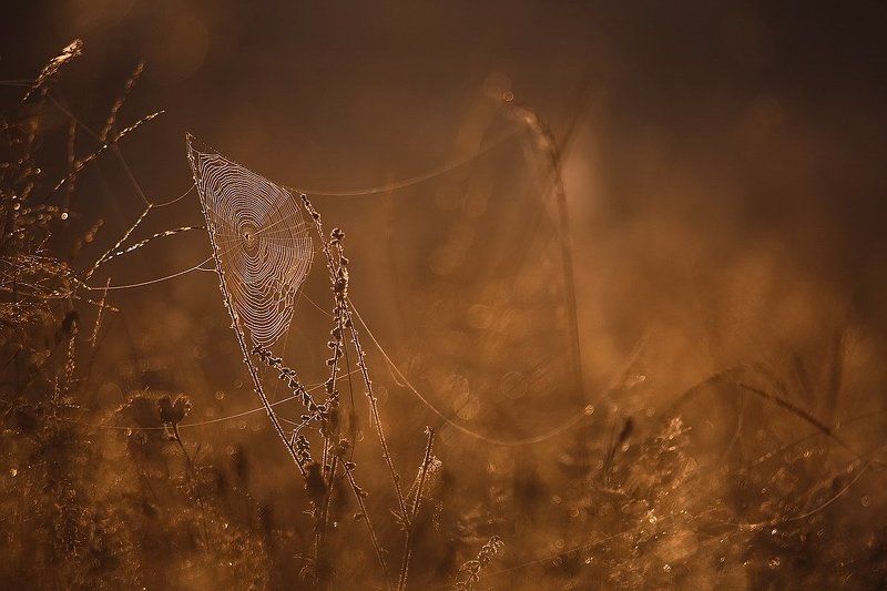 Сверкают паутины нити... фото превью