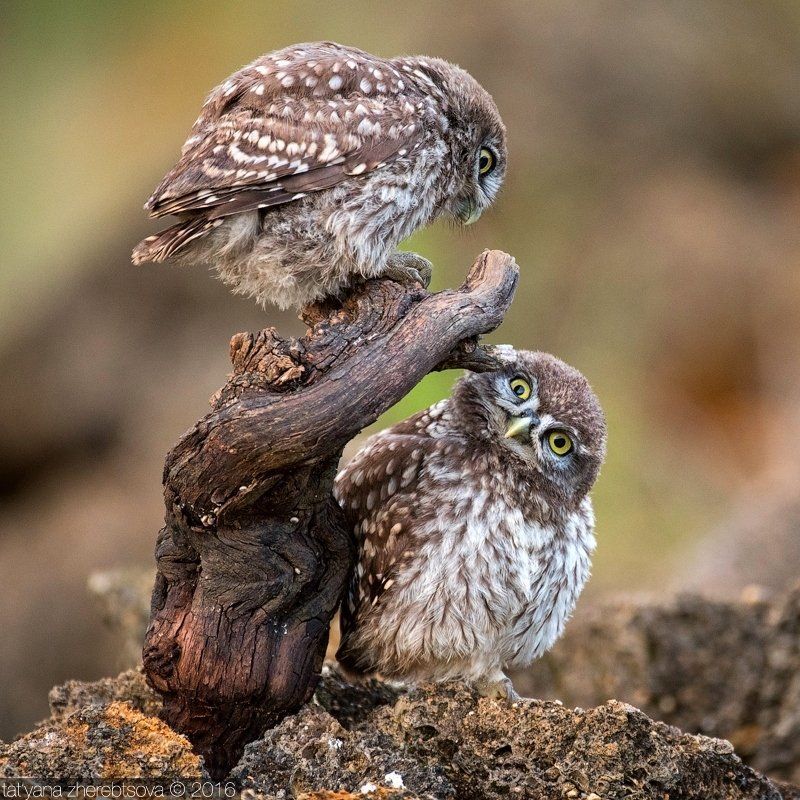 домовый сыч Домовые сычи фото превью