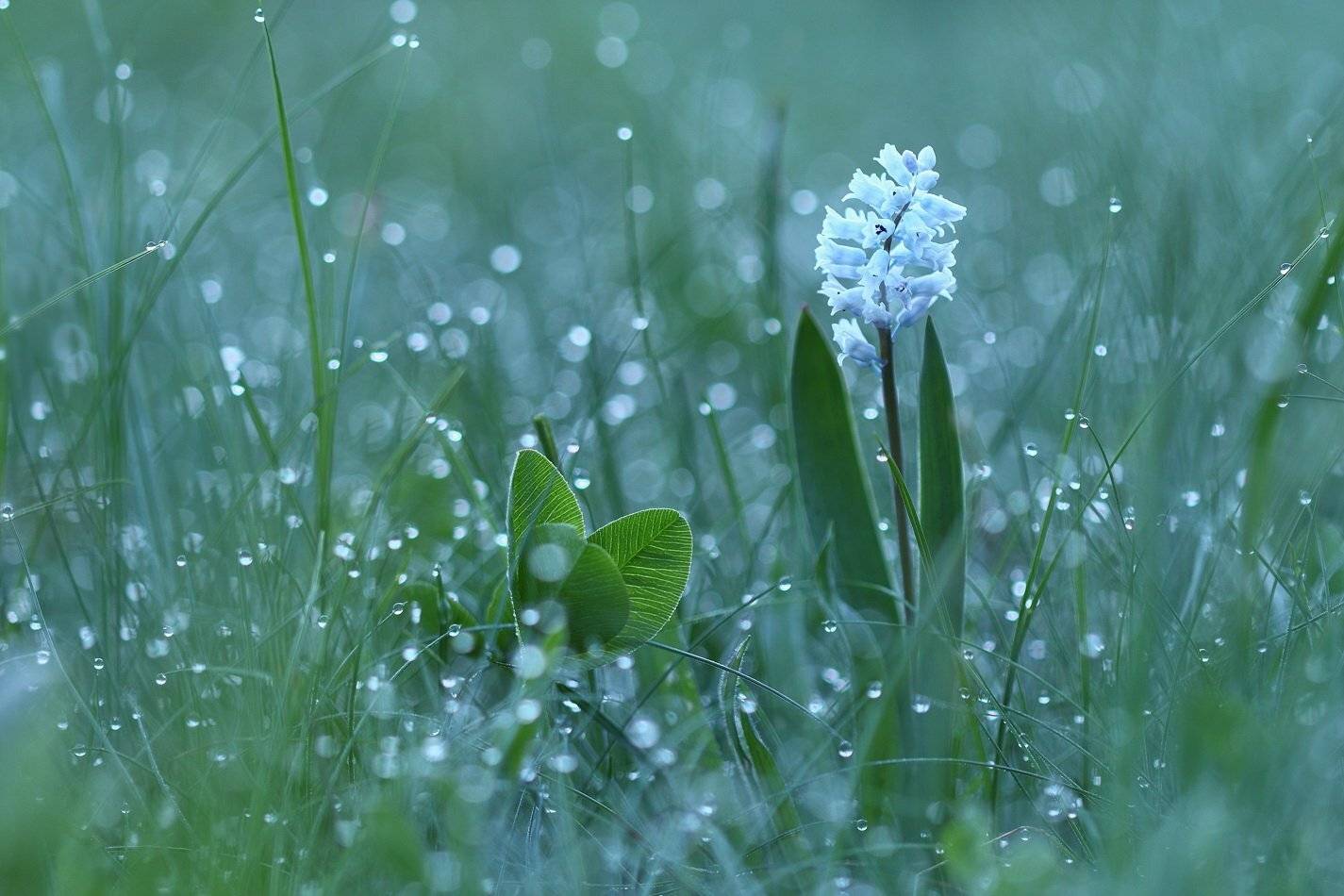 гиацинтик, hyacinthella, leucophaea, самарский лес, Sergii Markov