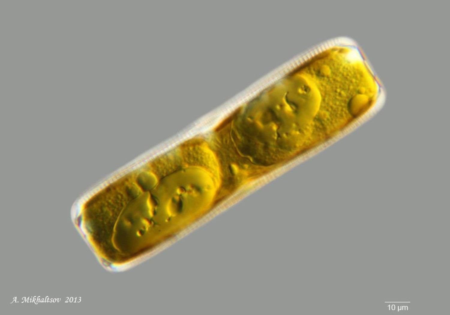 диатомовые водоросли, Анатолий Михальцов