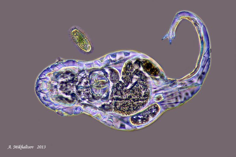 коловратка, микрофотография, фазовый, контраст Коловратка фото превью