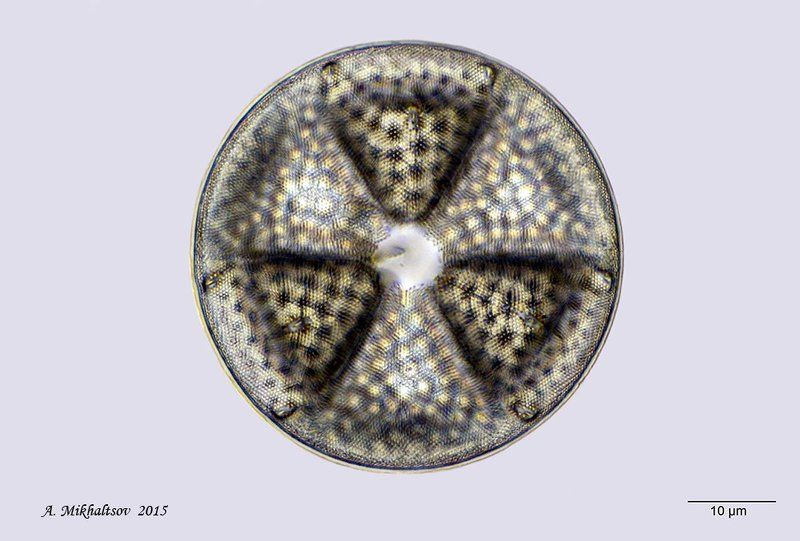 ископаемые диатомовые водоросли actinoptychus seductilis Древний знак радиации фото превью