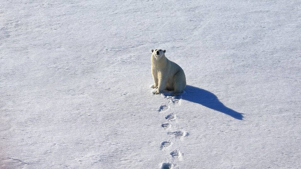 фотографандреевандрей, северныйполюс, northpole, арктика, arctic, ice, снег, лёд, круиз, expiditions, travel, белыймедведь, медведь, polarbear, животное, natgeowild, Андрей