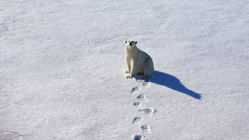 фотографандреевандрей, северныйполюс, northpole, арктика, arctic, ice, снег, лёд, круиз, expiditions, travel, белыймедведь, медведь, polarbear, животное, natgeowild  фото превью