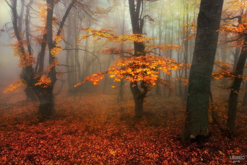 Золото осени фото превью