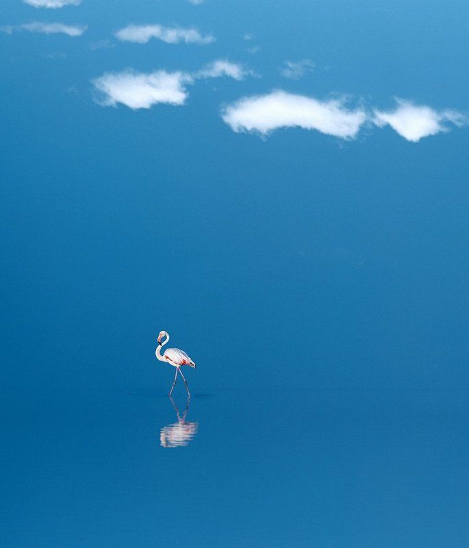 #birds #sky #sea #blue #fine_art #felamingo #rock #mehrzad_photo #hossein_mehrzad Bird Dancer фото превью