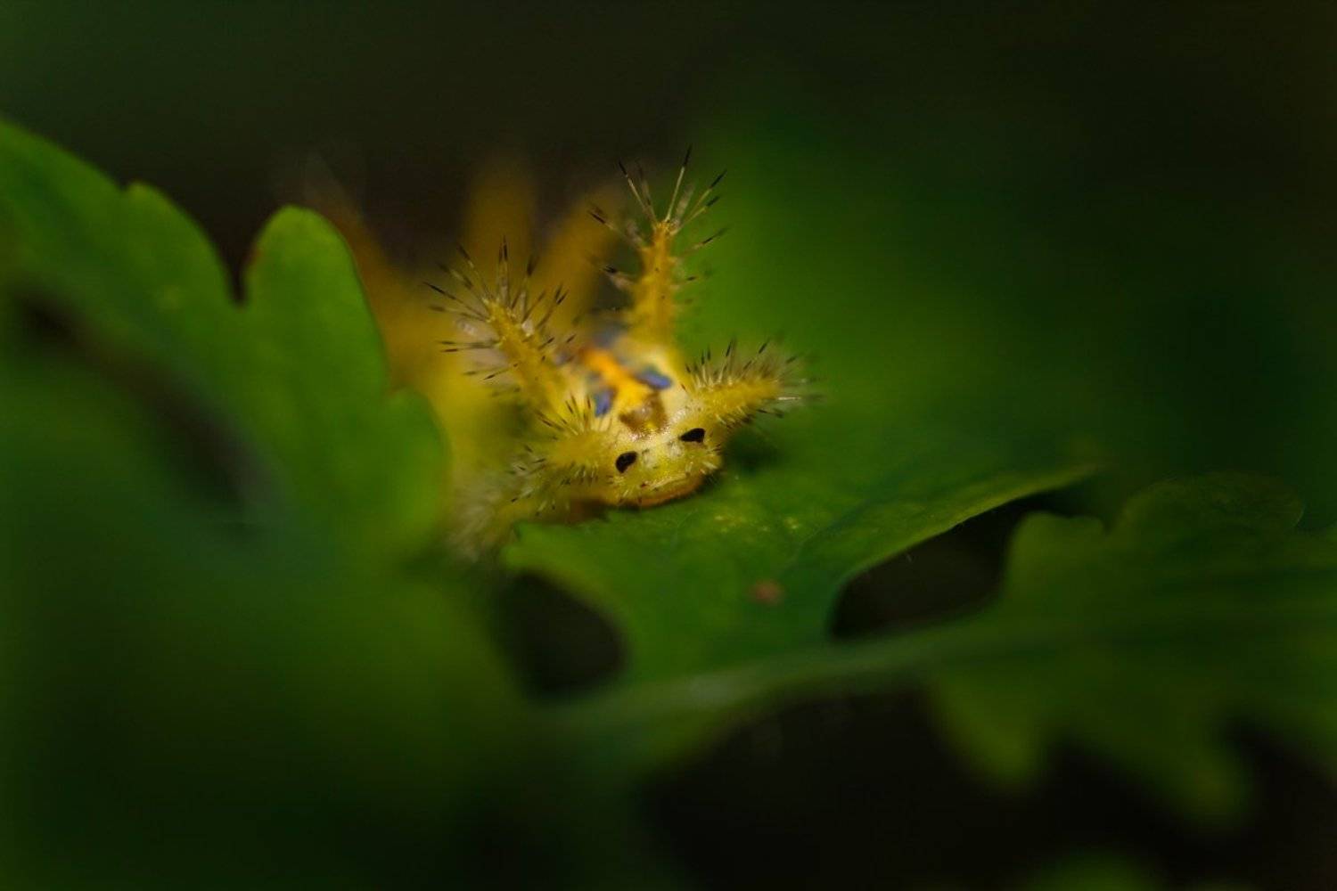 макро, гусеница, Тамара Морозова