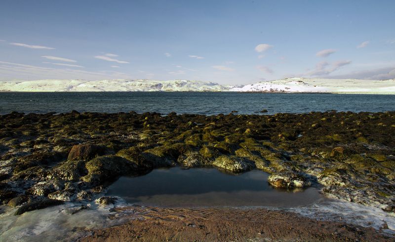 север море Водоросли фото превью