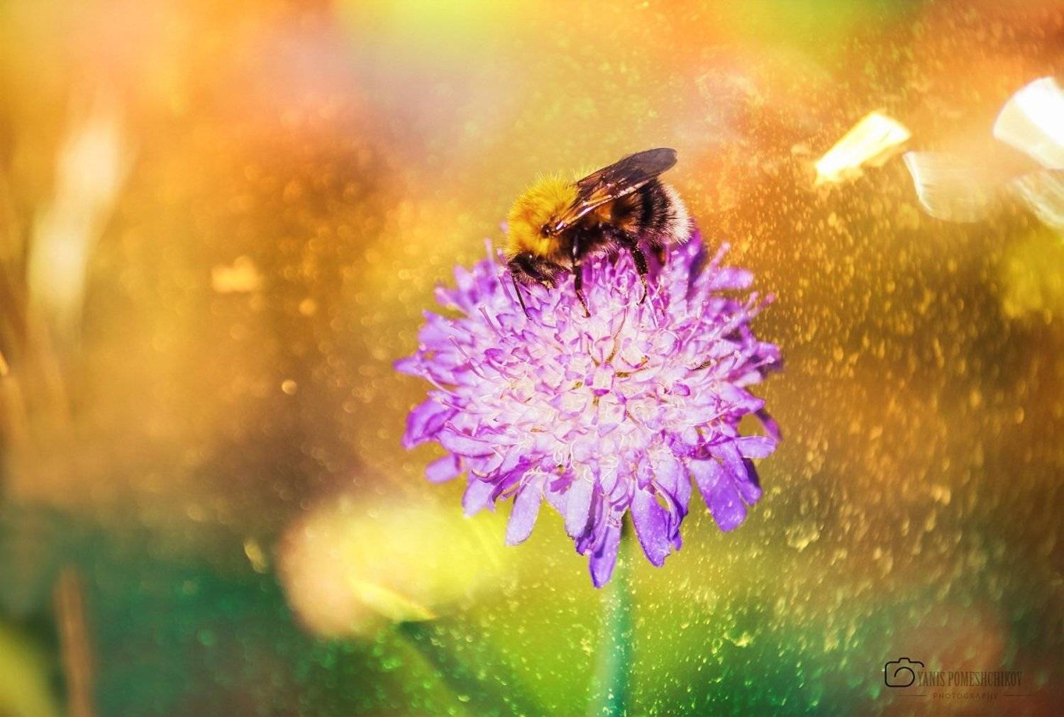 lunch,macro,nature,flowers, Помещиков Ян