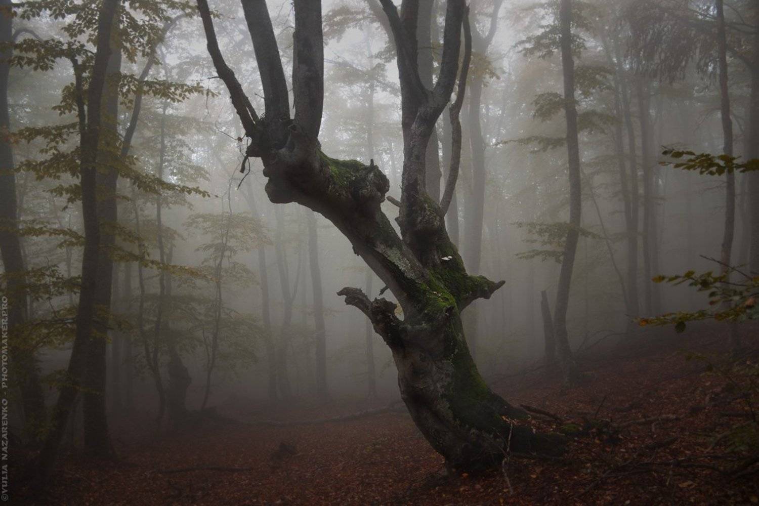 woodland, tree, trees, forest, mystic, myctical, fog, mist, mood, лес, чаща, дерево, деревья, туман, дымка, осень, autumn, мистика, сказка, демон, образ,, Юлия Назаренко