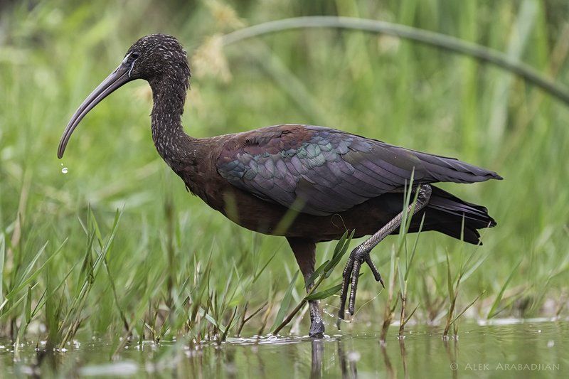 Alek\'s Small World фото превью