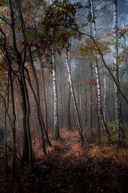 Wiesia Leal фото превью