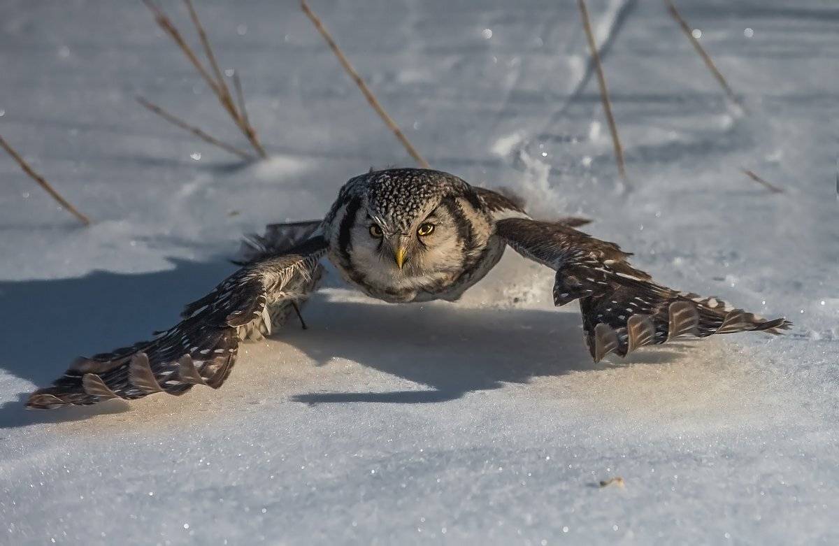 уйди, Александр Маркелов