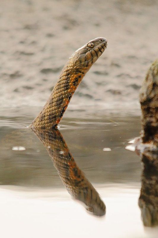 водяной уж фото превью