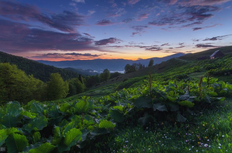 горы, закат, карпаты, полонина, менчул, лопухи, колыба, печка, пастухи В гостях у пастухов фото превью