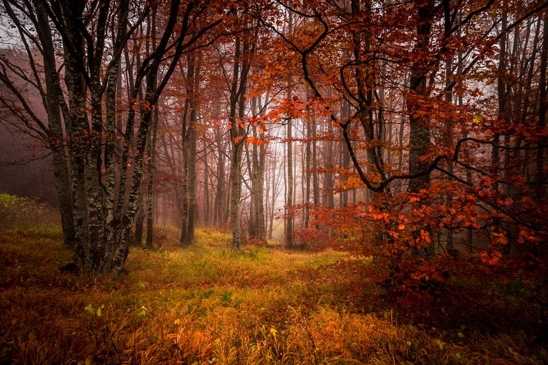 Autumn фото превью